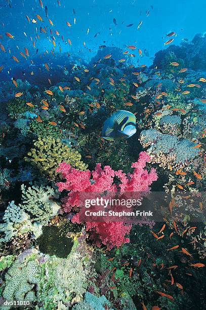 Stephen Pack 1,711 Stephen Pack Stock Photos, High-Res Pictures, and Images - Getty ...