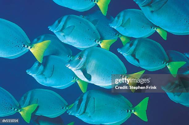 yellowtailed surgeonfish (prionurus laticlavius) - doktorfisch stock-fotos und bilder