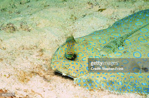 peacock flounder (bothus lunatus) - flounder stock pictures, royalty-free photos & images