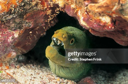 Panamic Moray Eel (Gymnothorax castaneus) Panamic Moray Eel (Gymnothorax castaneus)