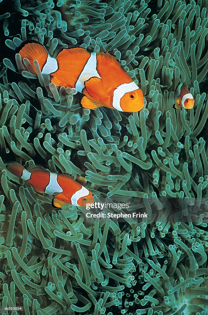 Two Clownfish (Amphiprion ocellaris)