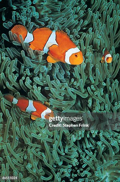 two clownfish (amphiprion ocellaris) - false clown fish stock pictures, royalty-free photos & images