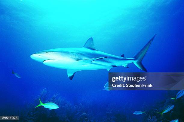 caribbean reef shark (carcharhinus perezi) - elasmobranch stockfoto's en -beelden