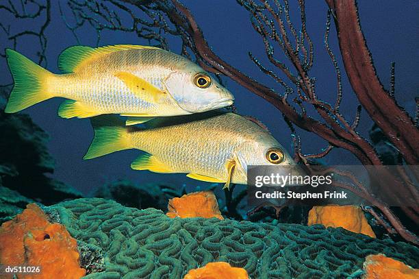 two yellow and sliver fish - sliver stock pictures, royalty-free photos & images