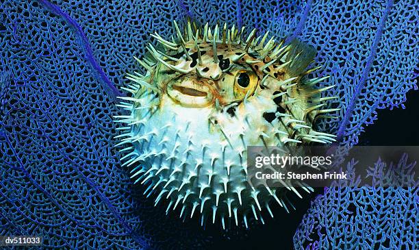 balloon fish (diodon holocanthus tatraodontidae) - balloonfish stock pictures, royalty-free photos & images