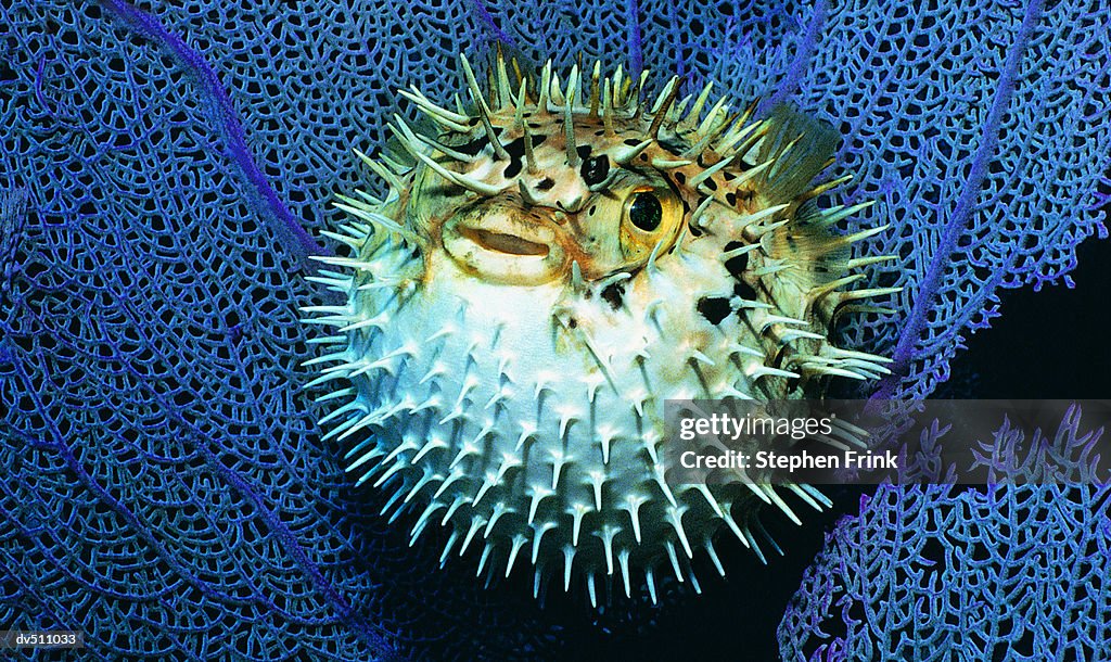 Balloon fish (Diodon holocanthus tatraodontidae)