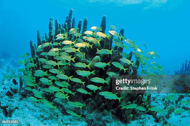 smallmouth grunts (haemulon chrysargyrrum) - grunts stock pictures, royalty-free photos & images