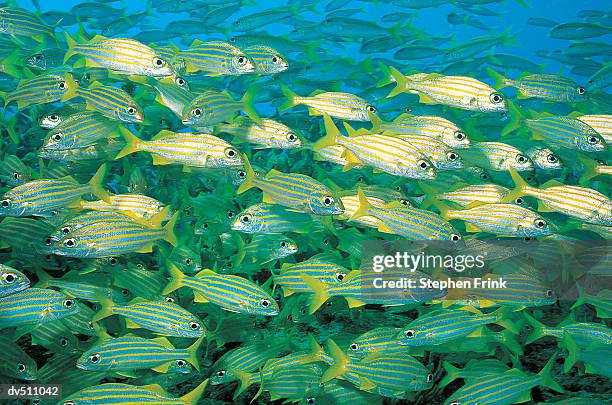 smallmouth grunts (haemulon chrysargyrrum) - grunt fish stock pictures, royalty-free photos & images