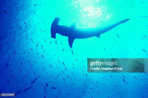 hammerhead shark (sphyrna mokarran) amongst fish - great hammerhead shark stockfoto's en -beelden