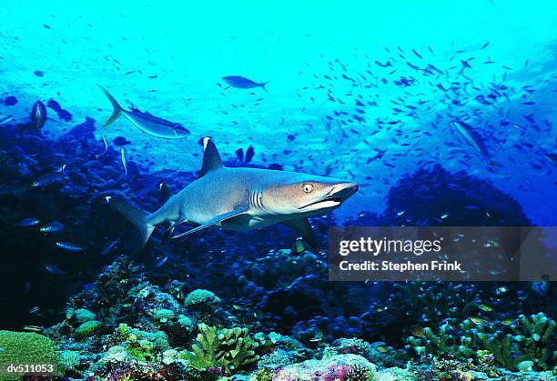 white tipped reef shark (triaenodon obesus) - elasmobranch stockfoto's en -beelden