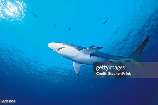 caribbean reef shark (carcharhinus perezi) - caribbean reef shark imagens e fotografias de stock