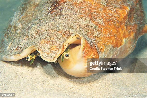 Conch High-Res Stock Photo