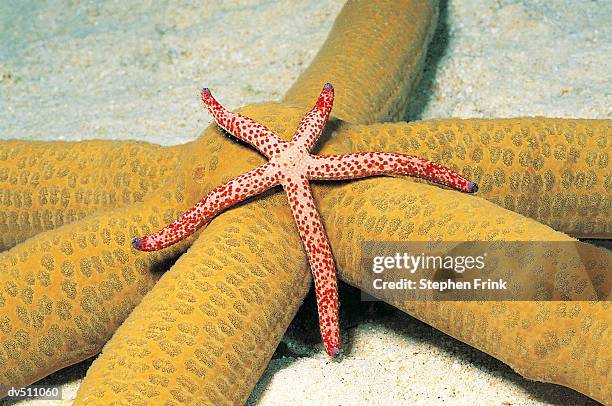 starfish - echinoderms stock pictures, royalty-free photos & images