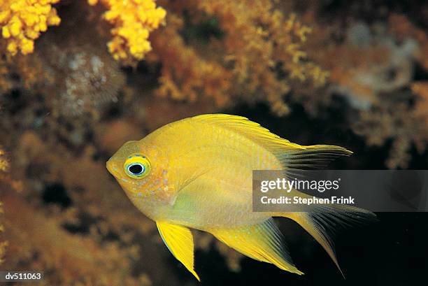 golden damsel (amblyglyphidolon aureus) - golden damsel stock pictures, royalty-free photos & images