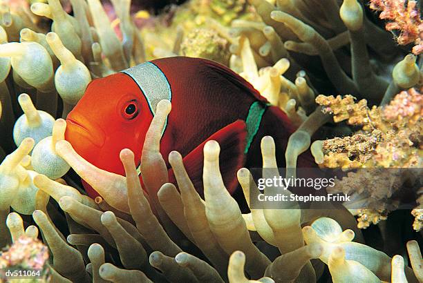 clownfish (amphiprion ocellaris) and sea anemone - false clown fish stock pictures, royalty-free photos & images