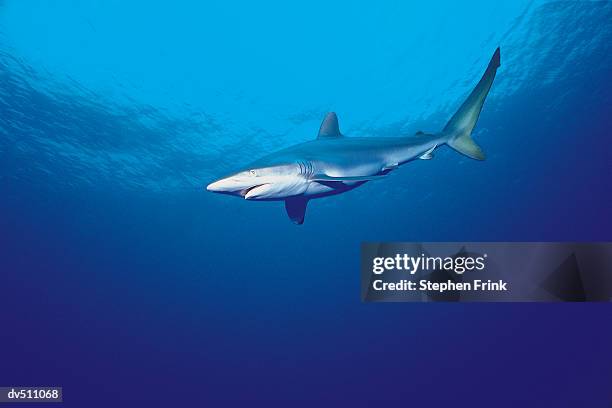 caribbean reef shark (carcharhinus perezi) - caribbean reef shark imagens e fotografias de stock