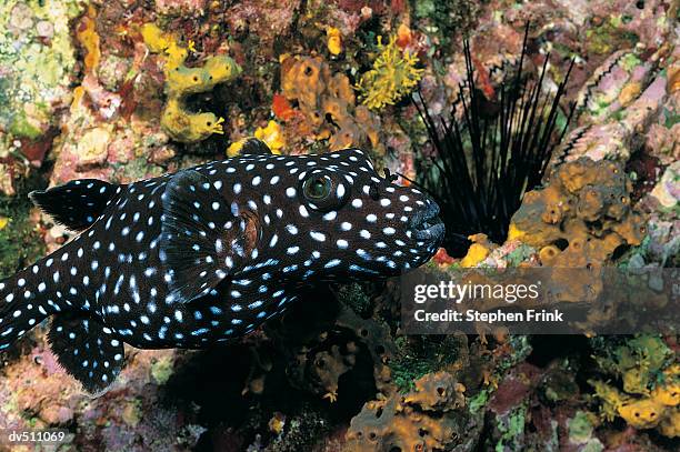 guineafowl puffer (arothron meleagris) - arothron puffer stock pictures, royalty-free photos & images
