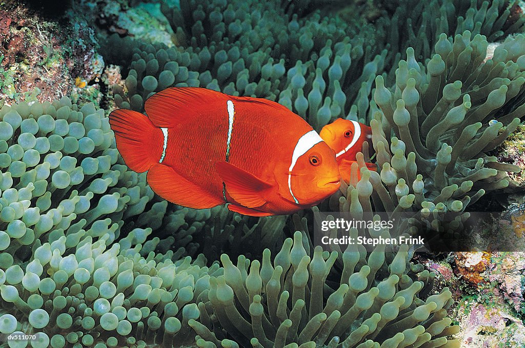Clownfish (Amphiprion ocellaris) and Sea Anemone