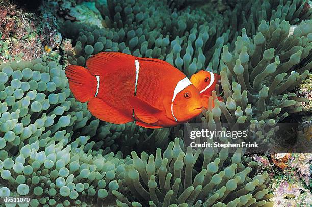 clownfish (amphiprion ocellaris) and sea anemone - false clown fish stock pictures, royalty-free photos & images