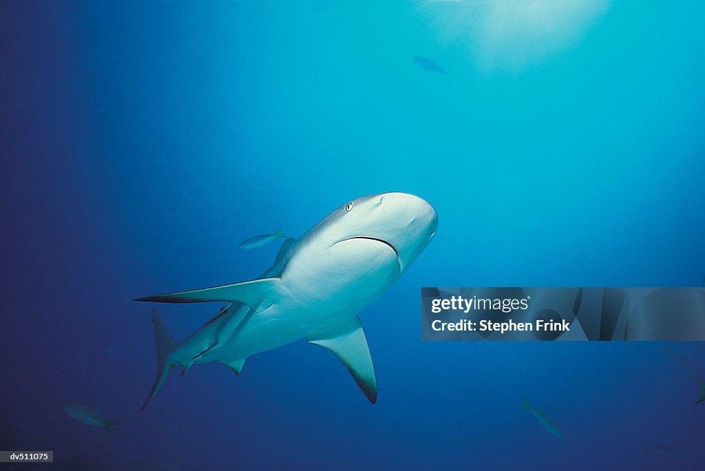 Caribbean Reef Shark (Carcharhinus perezi)
