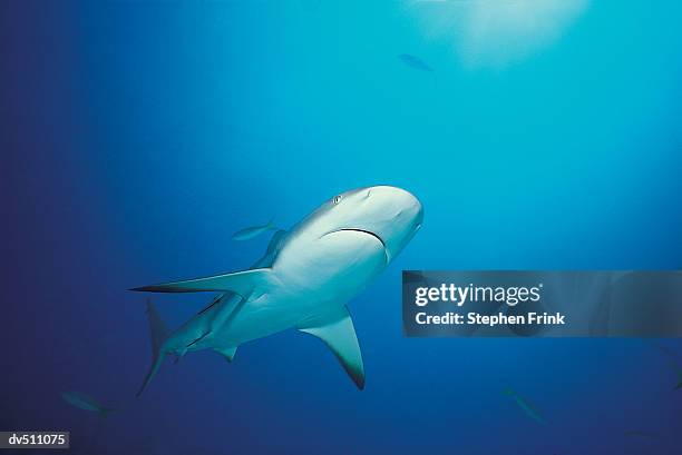 caribbean reef shark (carcharhinus perezi) - caribbean reef shark imagens e fotografias de stock