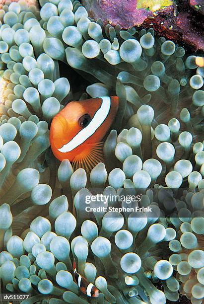 clownfish (amphiprion ocellaris) looking out from sea anemone - false clown fish stock pictures, royalty-free photos & images