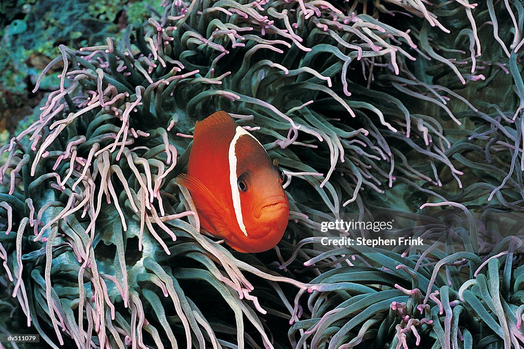 Clownfish (Amphiprion ocellaris) looking out from Sea Anemone