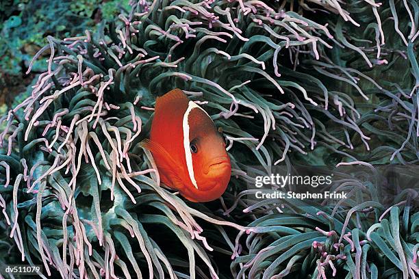 clownfish (amphiprion ocellaris) looking out from sea anemone - abborrartade fiskar bildbanksfoton och bilder