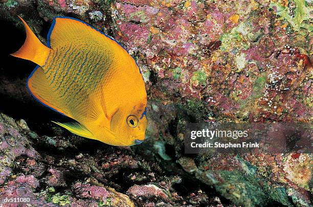 clarion angelfish (holocanthus clarionensis) - clarion angelfish stock pictures, royalty-free photos & images