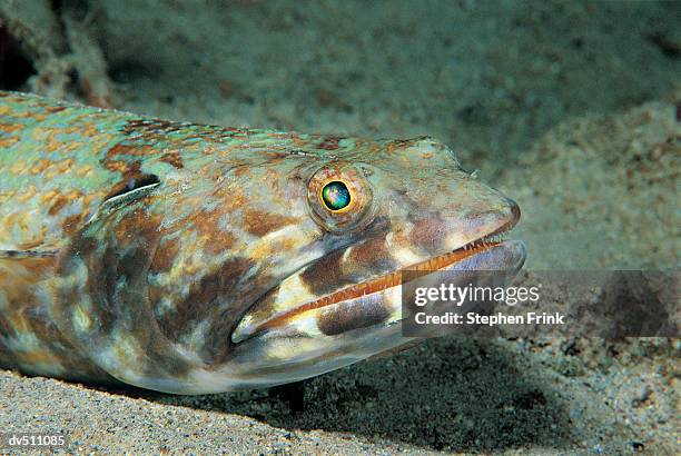sand diver or lizardfish - lizardfish stock pictures, royalty-free photos & images