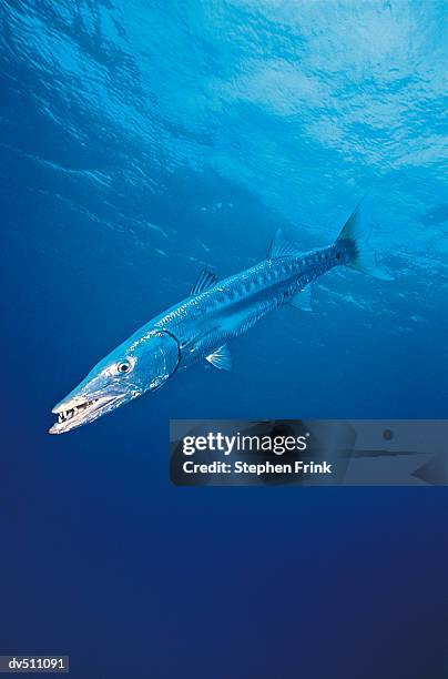 barracuda (sphyraena) - barracuda stock pictures, royalty-free photos & images