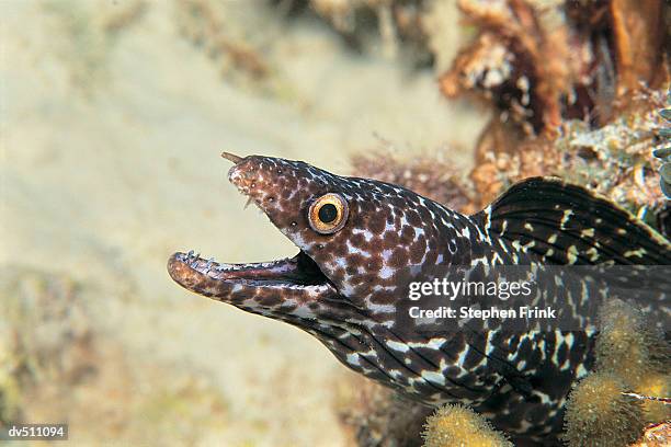 377 Moray Pattern Stock Photos, High-Res Pictures, and Images - Getty ...