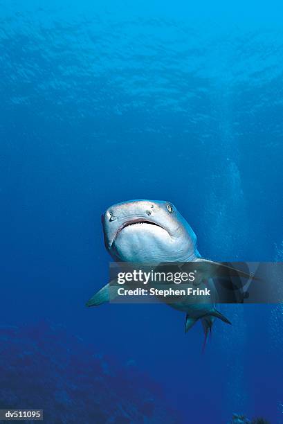 caribbean reef shark (carcharhinus perezi) - elasmobranch stockfoto's en -beelden