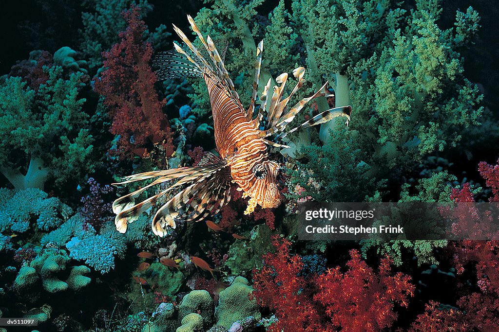 Red Coral Fish