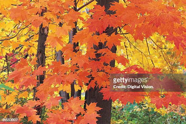 autumn leaves, pepper pike, ohio, usa - pike stock-fotos und bilder