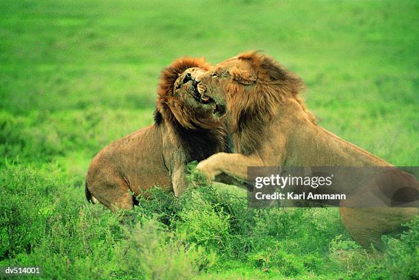 lions fighting (panthera leo) - fauve photos et images de collection