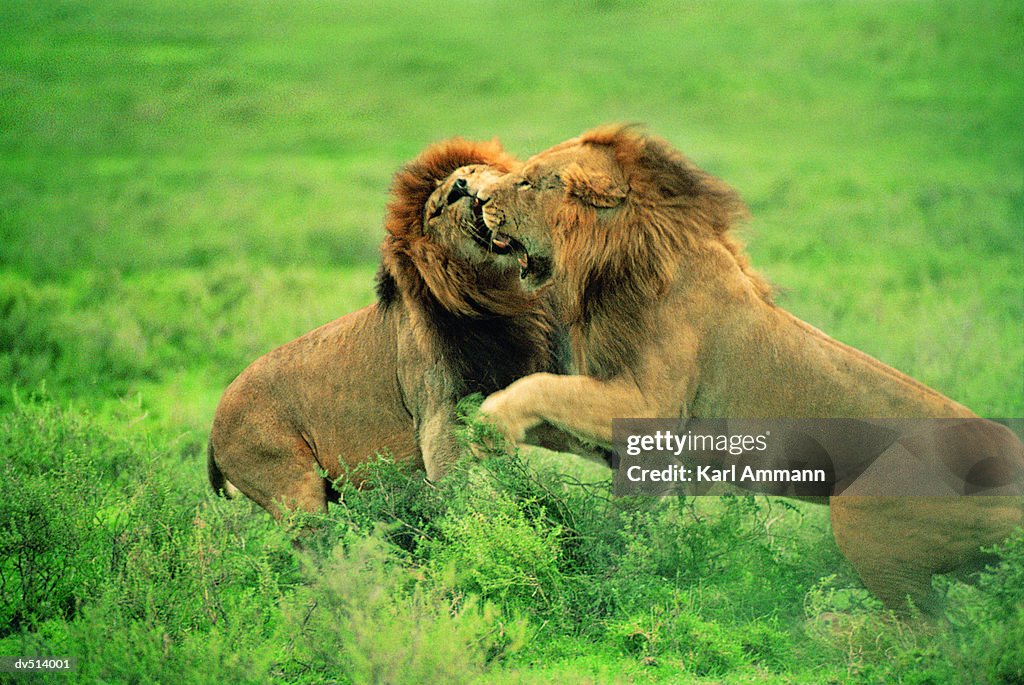 Lions fighting (Panthera leo)