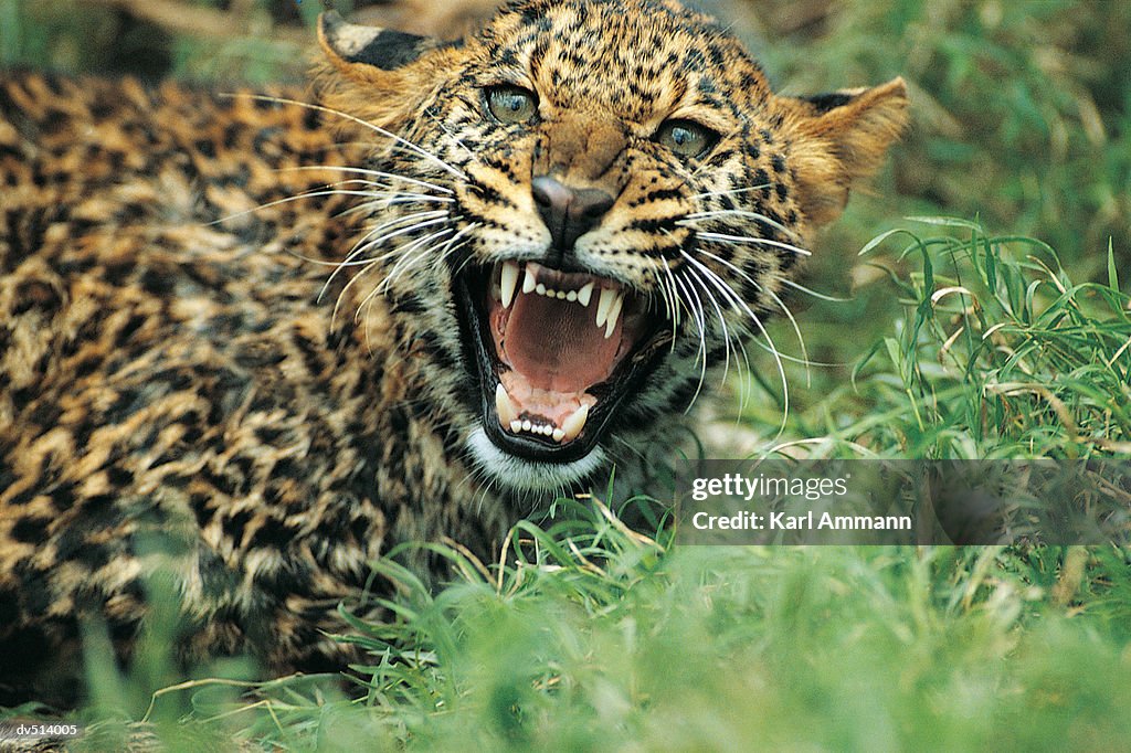 Leopard snarling (Panthera pardus)