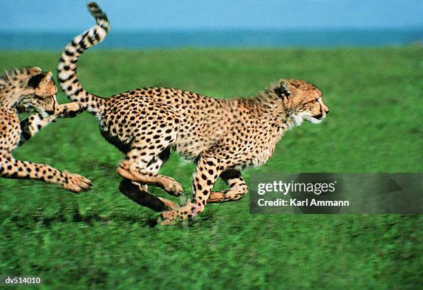 3,859 Two Cheetah Stock Photos, High-Res Pictures, and Images
