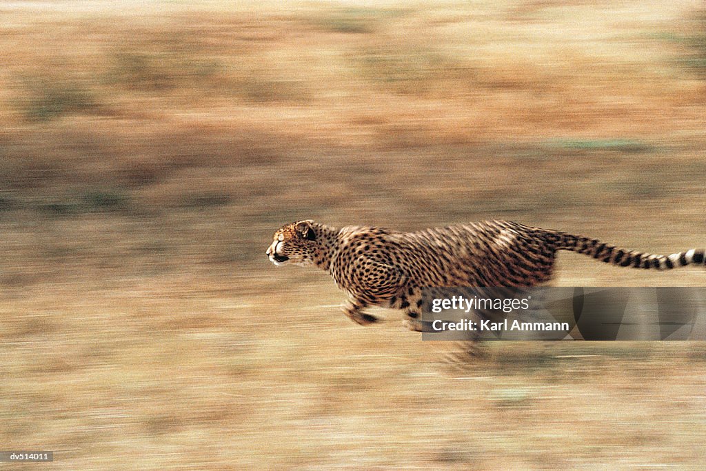 Cheetah running (Acinonyx jubatus)