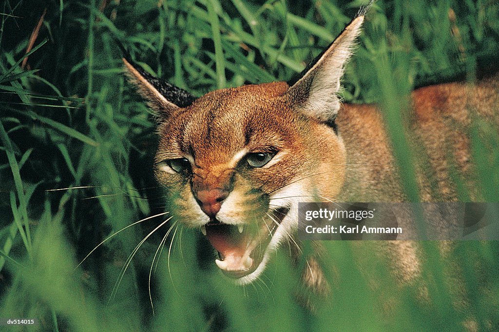 Caracal also known as Desert Lynx (Lynx caracal)