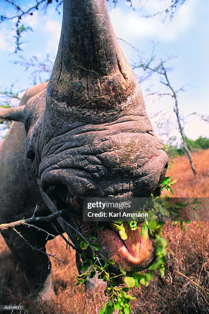 Close-up of Rhino (Ceratotherium)