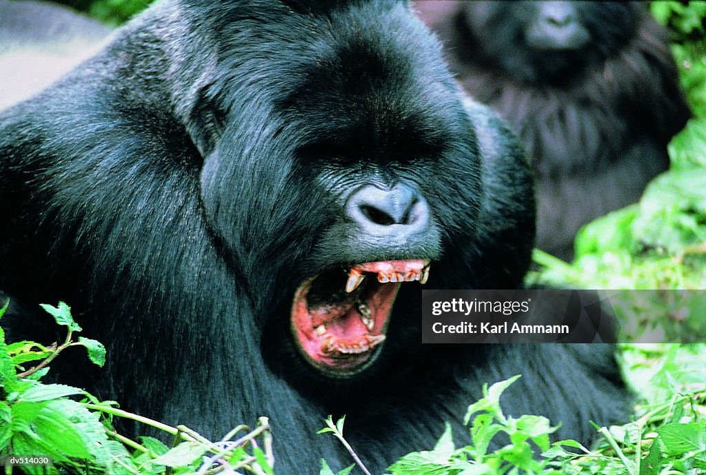 Aggressive Gorilla (Gorilla gorilla)