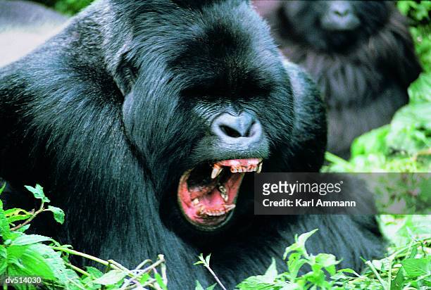 aggressive gorilla (gorilla gorilla) - animal teeth fotografías e imágenes de stock