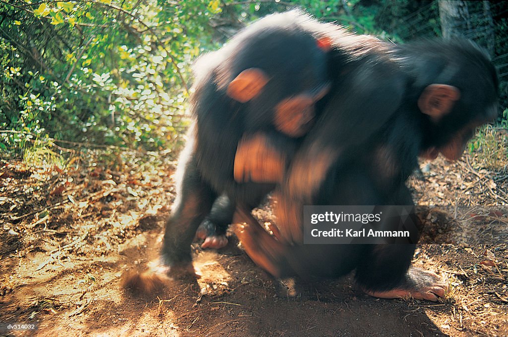 Chimpanzees playing (Pan troglodytes)