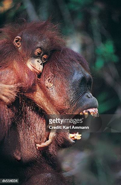 baby orang-utan (pogo pygmaeus) - pogo stock-fotos und bilder