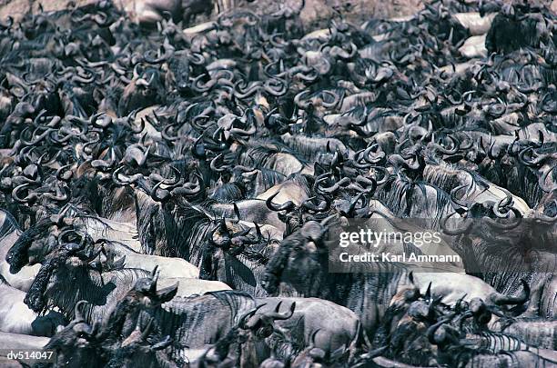 herd of wildebeest (connochaetes taurinus) - blue wildebeest stock pictures, royalty-free photos & images