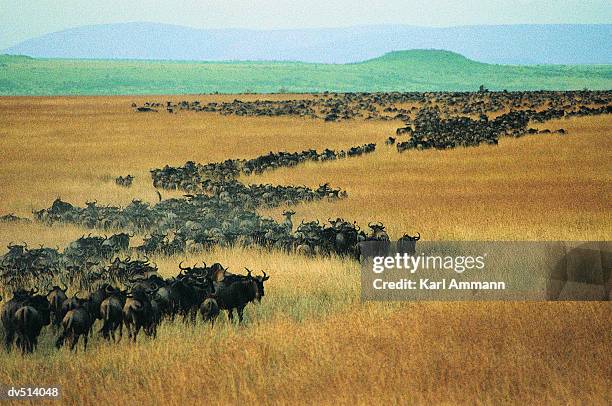 herd of wildebeest (connochaetes taurinus) - wildebeest stock pictures, royalty-free photos & images