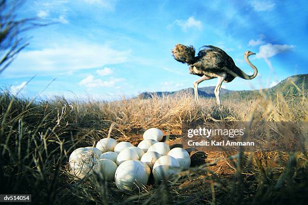 close-up of ostrich eggs with ostrich in background (struthio camelus) - ostrich ストックフォトと画像