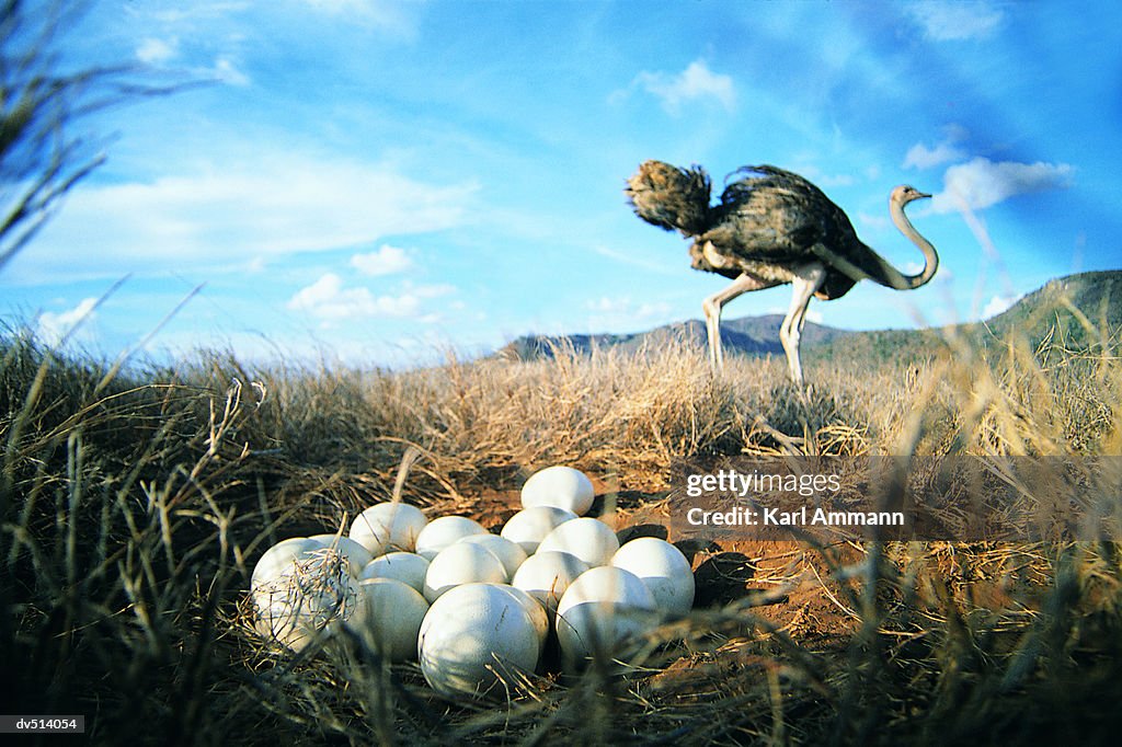 Close-up of Ostrich eggs with Ostrich in background (Struthio camelus)